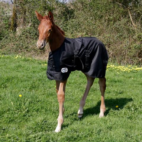 Couverture extérieur poulain 1680D