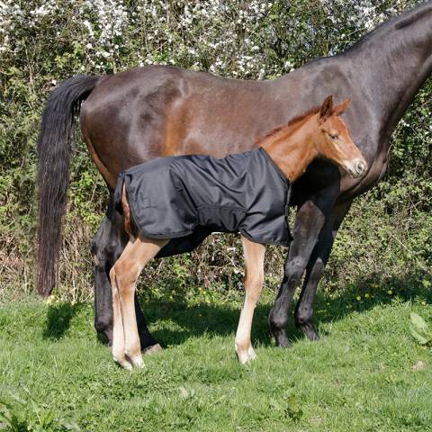 Couverture extérieur poulain 1680D