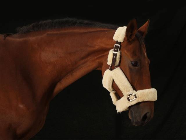 Cheval de sport 