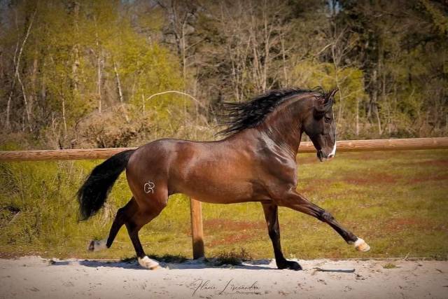 Superbe Hongre Lusitanien 10ans