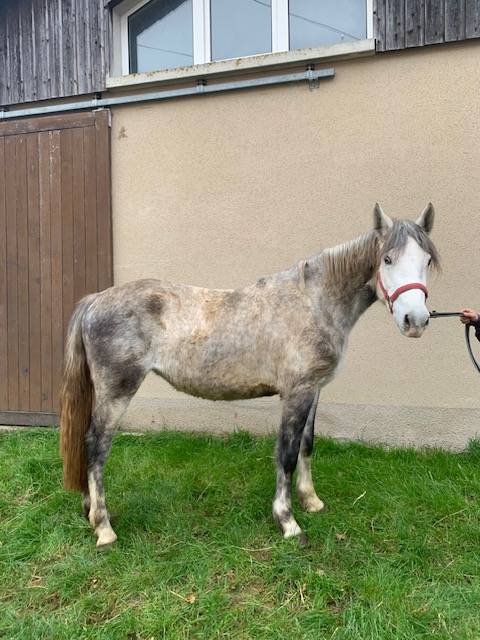 PONEY CONNEMARA FEMELLE NEE EN 2022