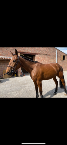 cheval à vendre 