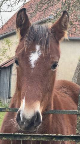 Pouliche 