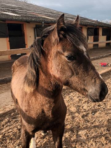 Poney de selle, née en mars 2024