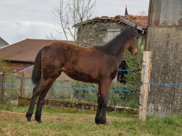 Pouliche SF Onana D'LKL 