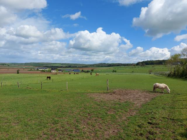 pension chevaux , Pâturage + hangar 