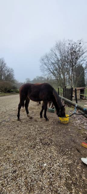 A vendre poulain par Itoki de Riverland 