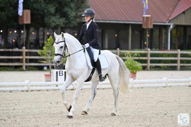 Etalon poney de sport pour élevage