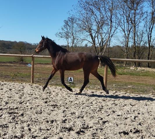 3 ans par San Muscadet x Rubin Royal 