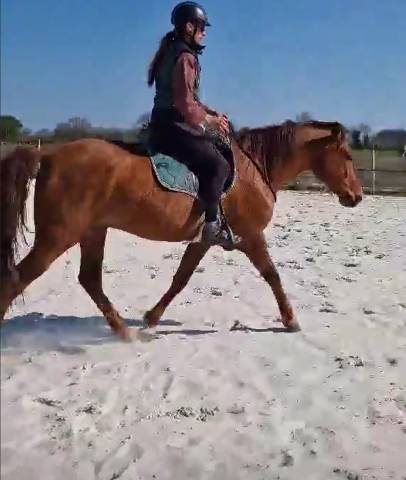 Iberico, hongre lusitanien 6 ans OC