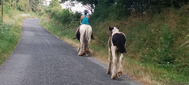 jument Irish Cob
