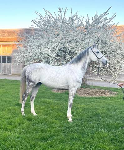 Superbe Pur Sang Arabe d’endurance / loisirs