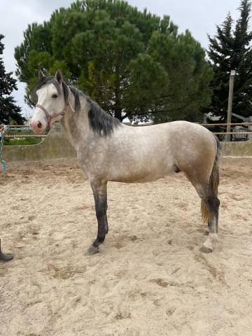 Lusitanien de dressage (débourré)