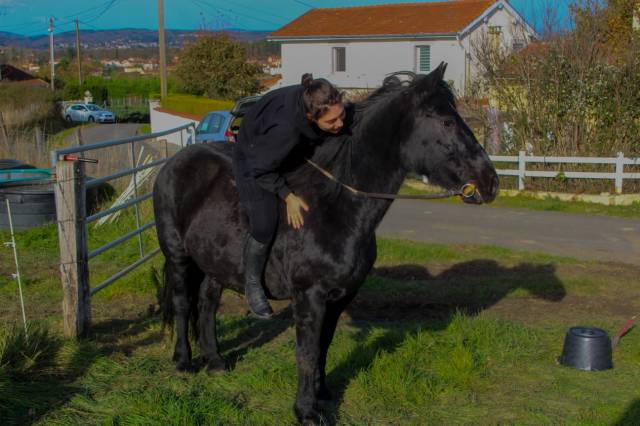 Candidature: Cavalière d'entraînement / Palefrenière