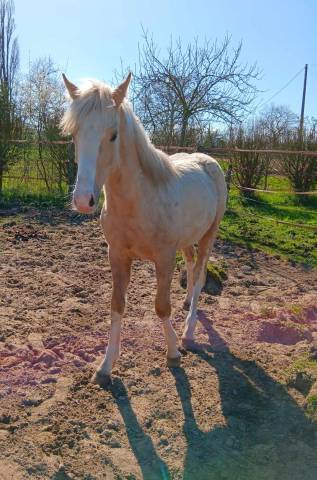 poulain welsh part bred 