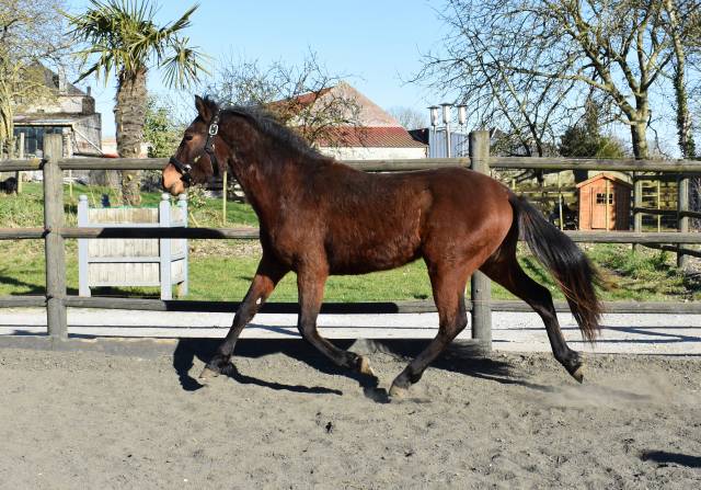 poney connemara bai pleins papiers 2 ans