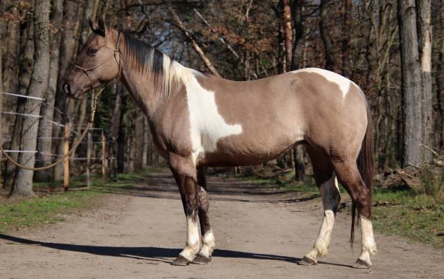 Jument PP Paint horse Idéale reproduction 