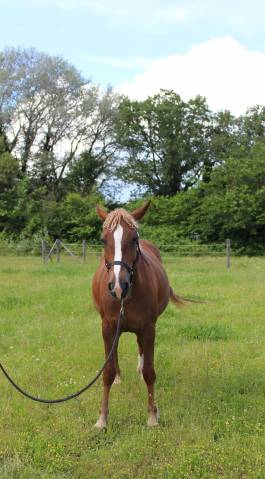Jument Curly PP, 5 ans, alezan crins lavée