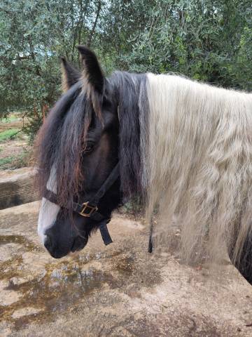 Poney C Irish cob 