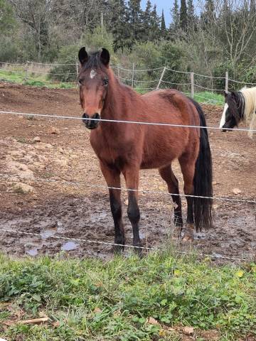Poney D PFS bai