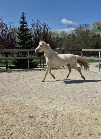 Poney palomino 2 ans