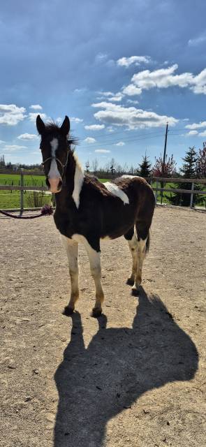 Cheval 2 ans pie bai