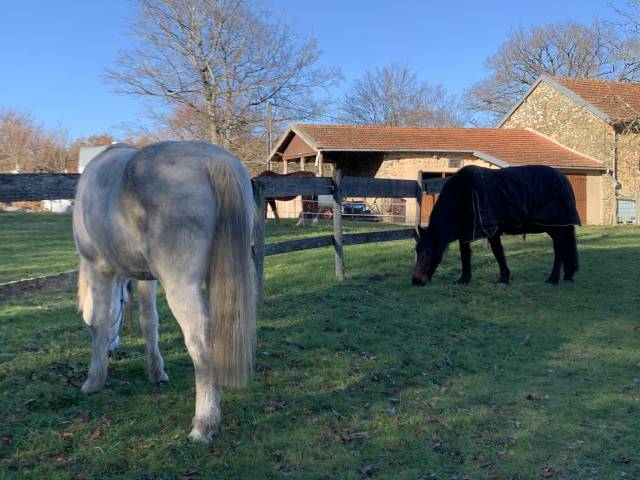 Pension pré chevaux/poneys 87240 Ambazac
