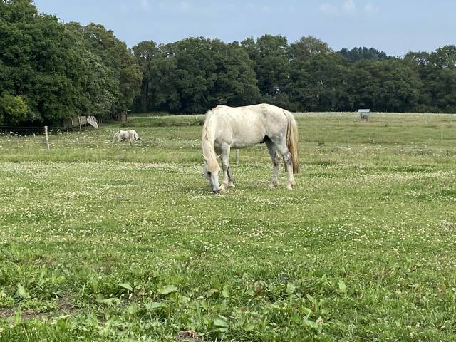 À vendre Welsh cob de 11 ans