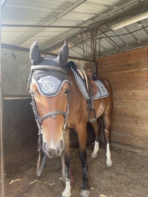 Tapis et bonnet back on track haze gris taille cheval 