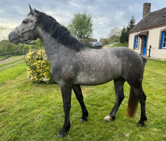 Poney connemara 4 ans