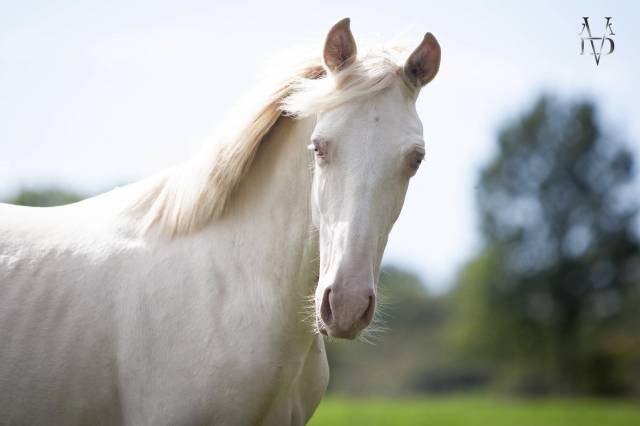 Poulain pure race espagnole crème/pearl à vendre