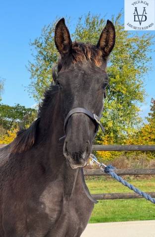 Poulain pure race espagnole noir