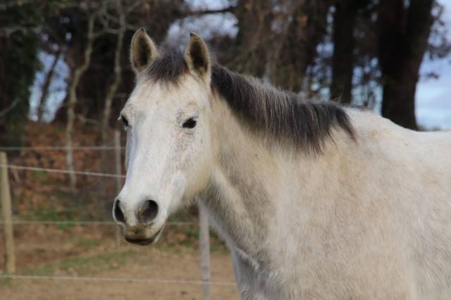 Poney hongre 