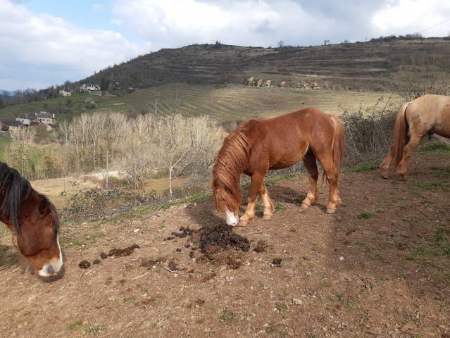 Magnifique poney welsh PP