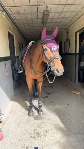 Cheval