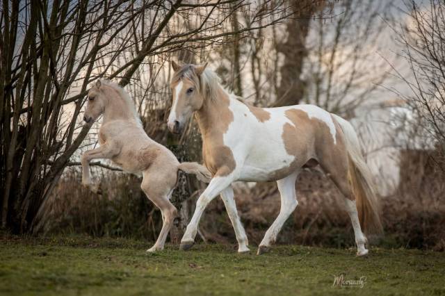 Pouliche palomino PFS