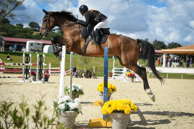 Hongre zangersheide 10ans 
