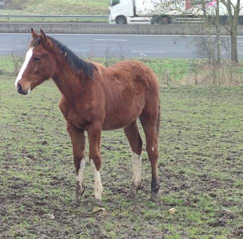 A vendre poulain O
