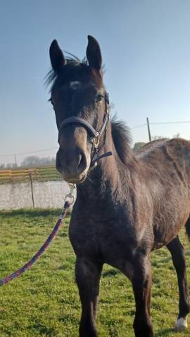 Pouliche 10 mois CSO