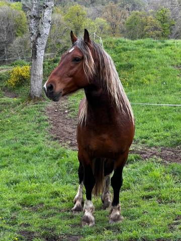 Cheval de loisir à vendre
