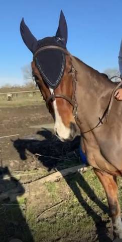 Jument trotteuse 