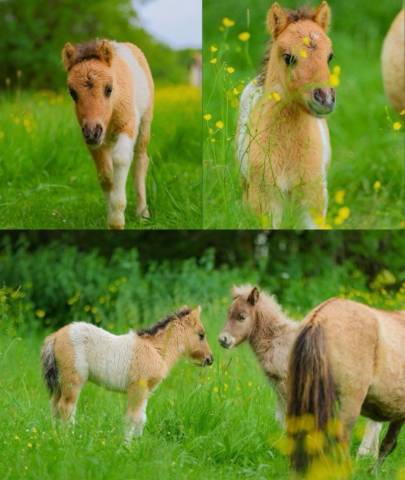 Poulain PP shetland pie bai dun