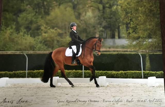 Hongre pure race espagnole
