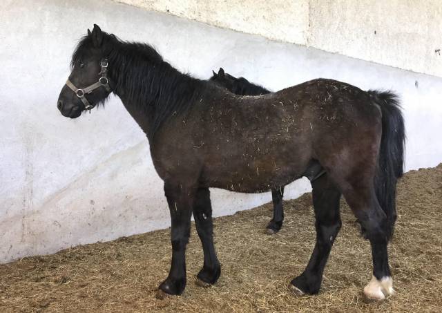 PONETTE ET PONEY WELSH