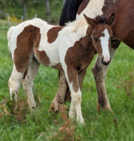 pouliche OC Paint Horse