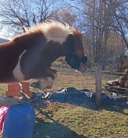 Ponette islandaise 