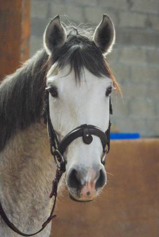Jolie Ponette recherche sa nouvelle famille
