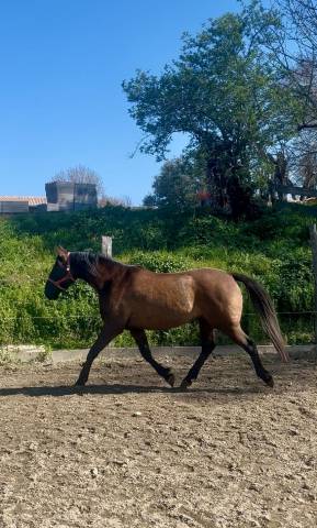 Top cheval de loisirs