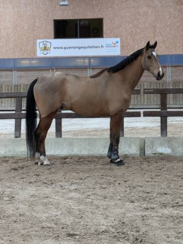 Hongre 7 ans Cso et ou dressage sf
