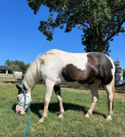 Superbe ponette 